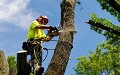 Fairfield Tree Service